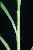 Photo #2 of Pennisetum ciliare