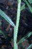 Photo #2 of Pennisetum clandestinum
