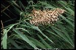 Photo #1 of Phragmites australis