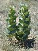 Photo #3 of Asclepias latifolia