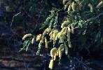 Photo #1 of Prosopis glandulosa