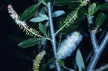 Photo #1 of Salix laevigata