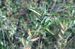 Photo #1 of Salix lasiolepis