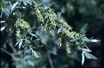 Photo #2 of Salix exigua
