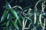 Photo #1 of Salix gooddingii