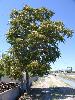 Photo #1 of Ailanthus altissima