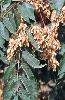 Photo #3 of Ailanthus altissima