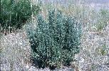 Photo #1 of Artemisia tridentata