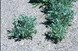 Photo #2 of Artemisia tridentata