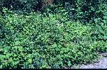 Photo #1 of Rubus armeniacus