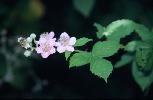 Photo #3 of Rubus armeniacus