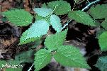 Photo #3 of Rubus leucodermis