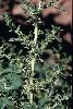 Photo #2 of Amaranthus albus