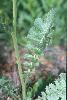 Photo #1 of Brassica tournefortii