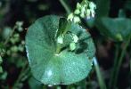 Photo #1 of Claytonia perfoliata