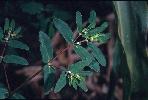 Photo #2 of Euphorbia nutans