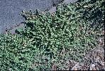 Photo #1 of Euphorbia prostrata