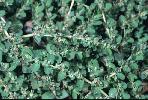 Photo #2 of Euphorbia prostrata