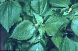 Photo #1 of Galinsoga parviflora
