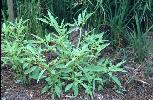 Photo #4 of Physalis angulata