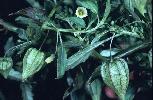 Photo #3 of Physalis angulata