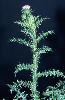 Photo #3 of Carduus acanthoides