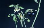 Photo #1 of Solanum americanum