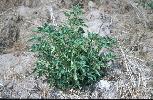 Photo #3 of Solanum physalifolium