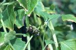 Photo #1 of Solanum physalifolium