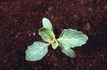 Photo #2 of Solanum physalifolium
