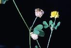 Photo #1 of Trifolium campestre