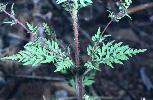 Photo #4 of Ambrosia artemisiifolia