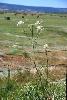 Photo #3 of Cicuta maculata