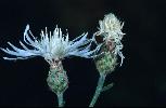 Photo #3 of Centaurea maculosa