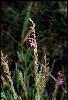 Photo #1 of Lythrum californicum