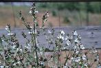 Photo #1 of Salvia aethiopis