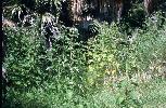 Photo #3 of Solanum lanceolatum
