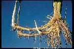 Photo #3 of Typha latifolia