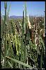 Photo #2 of Typha latifolia