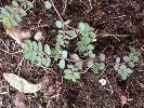 Photo #4 of Euphorbia maculata