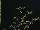 Photo #2 of Euphorbia serpyllifolia