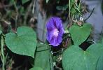 Photo #1 of Ipomoea purpurea