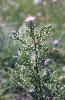 Photo #1 of Cirsium arvense