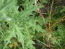 Photo #4 of Cirsium vulgare