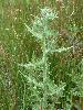 Photo #1 of Cirsium vulgare